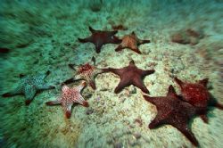 starfish - galapagos/wolf island by Manfred Bail 